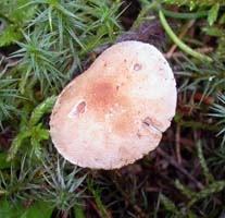 Cystoderma granulosum cap.